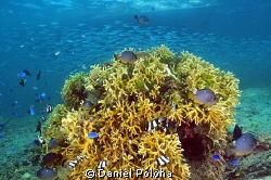 Coral gardens of the Kingdom of Tonga by Daniel Poloha 
